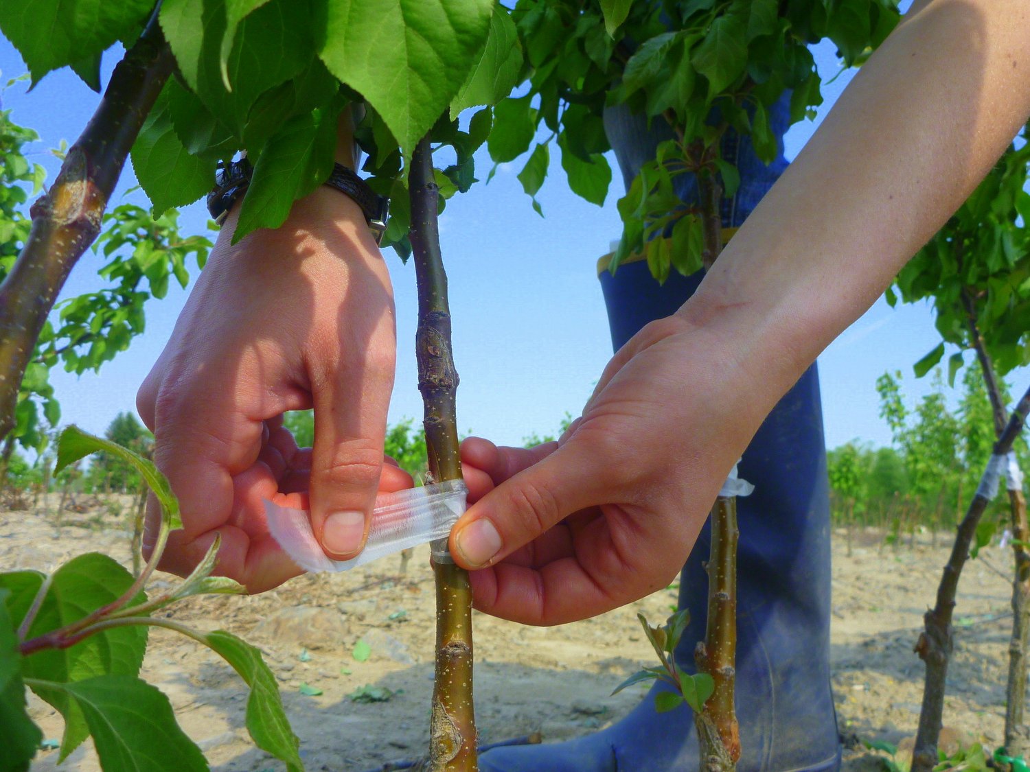 Grafting Fruit Trees