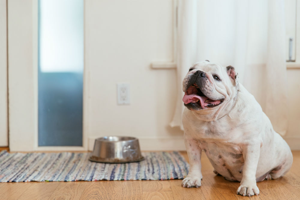 Guard Dog